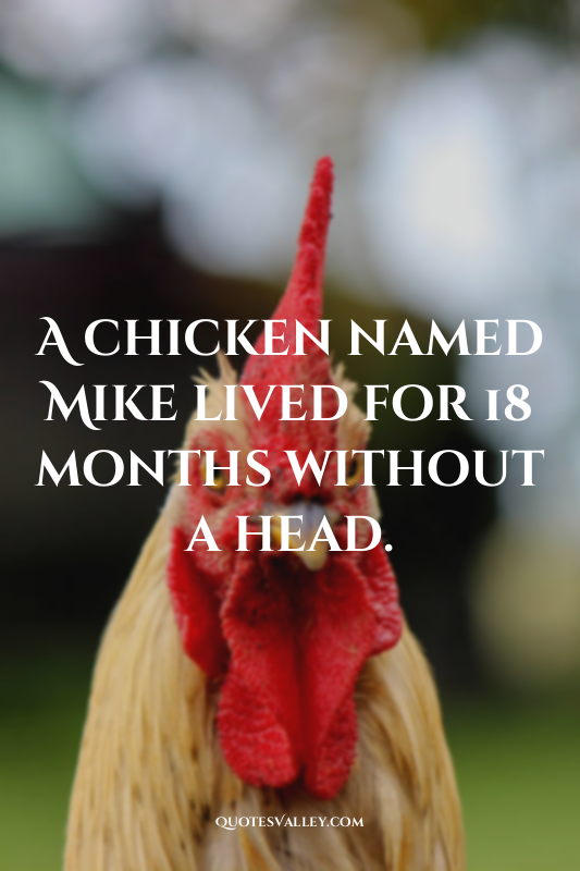 A chicken named Mike lived for 18 months without a head.
