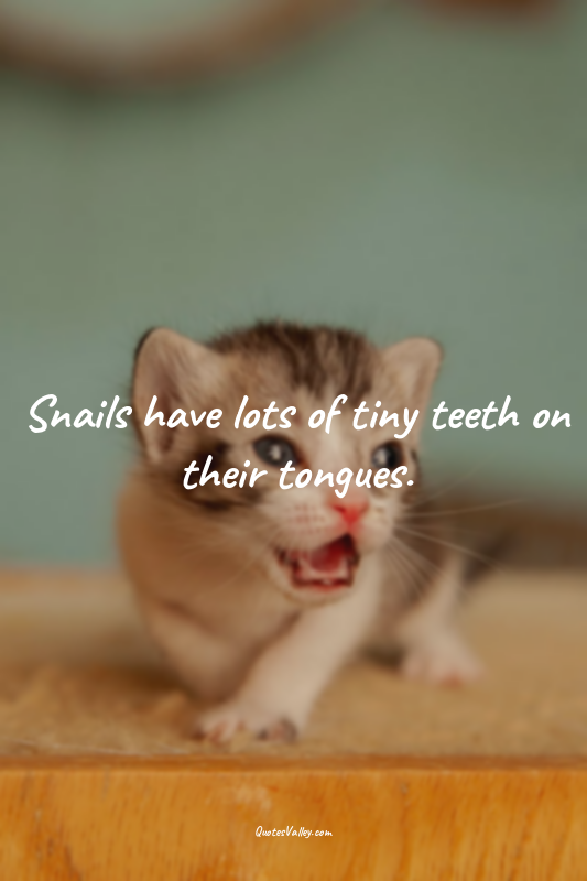 Snails have lots of tiny teeth on their tongues.