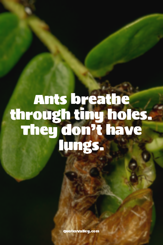 Ants breathe through tiny holes. They don’t have lungs.