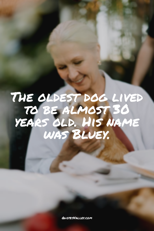The oldest dog lived to be almost 30 years old. His name was Bluey.