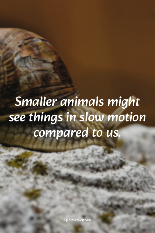 Smaller animals might see things in slow motion compared to us.